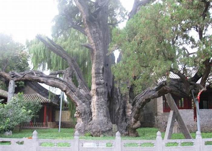 古树茶：概念、价值与争议