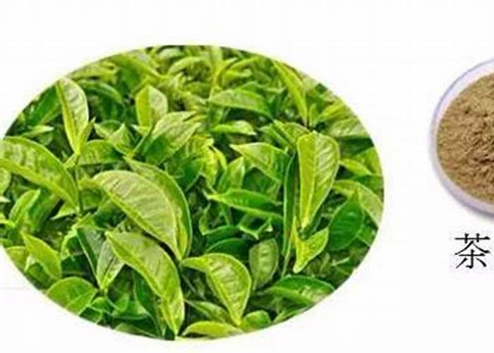 茶多酚:抗氧化的天然力量