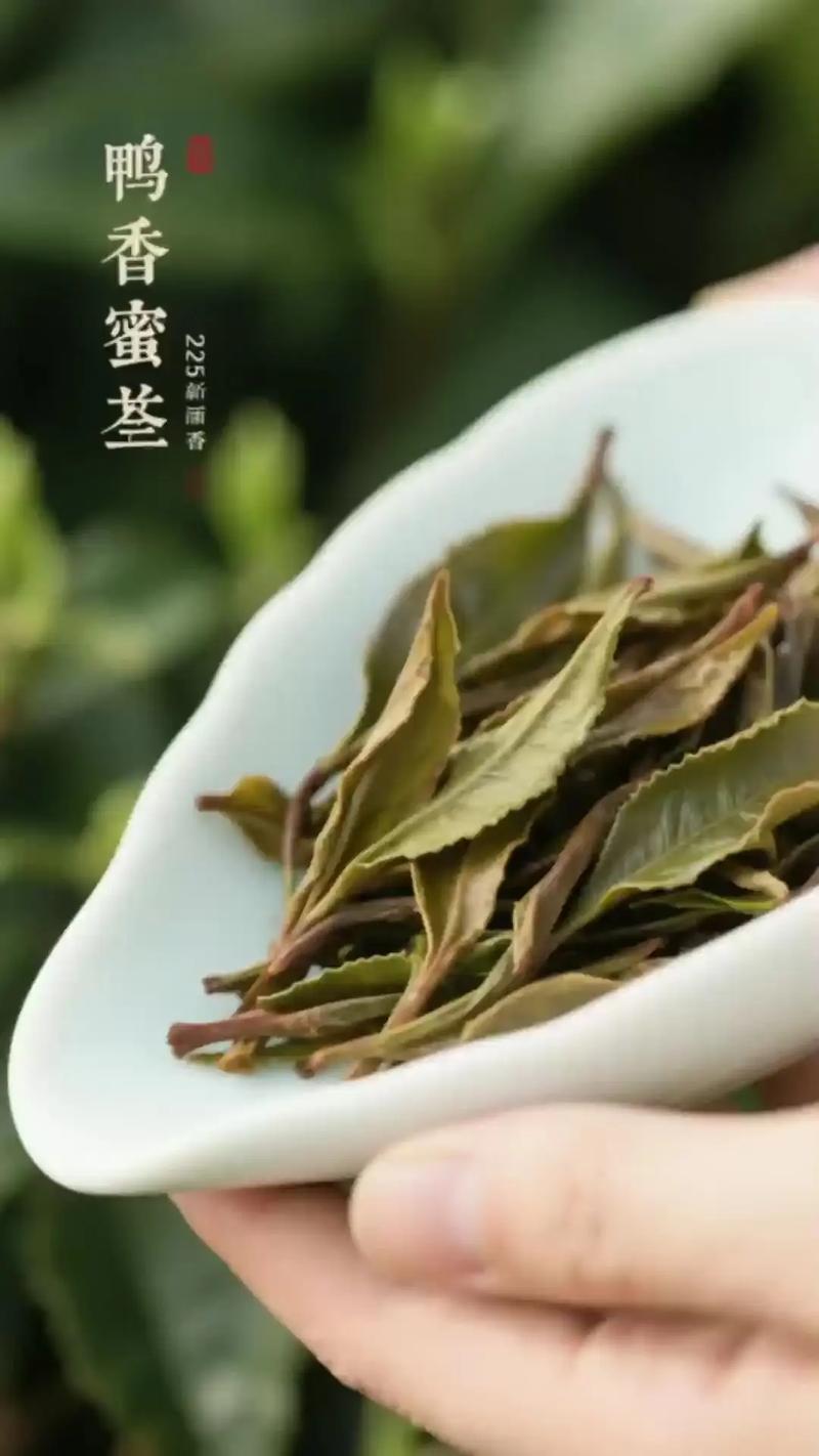 凤凰单丛：一杯茶里的百种花香