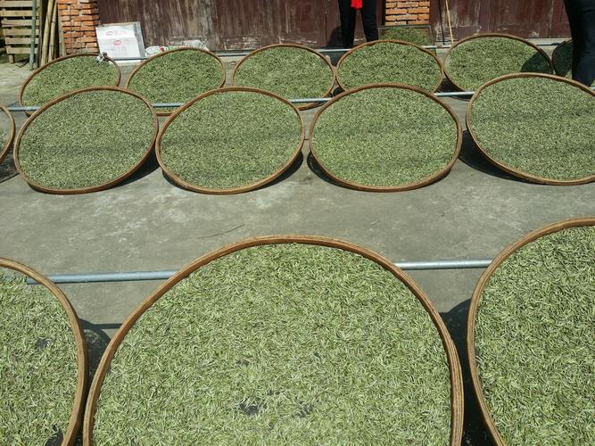 寿眉：日常饮用的高性价比老白茶